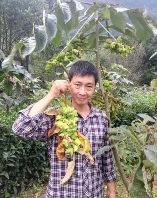 五峰鄉(xiāng)土拔尖人才 嚴高紅 在基地